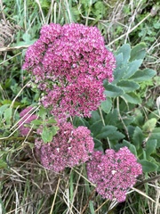 Hylotelephium maximum × spectabile