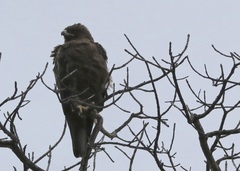 Hieraaetus wahlbergi