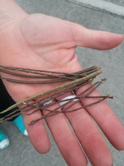 Macroptilium lathyroides