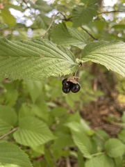Rhodotypos scandens