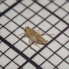 Hemiptera