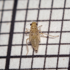 Hemiptera