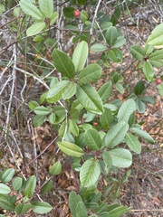 Frangula californica