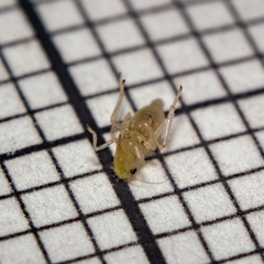 Hemiptera