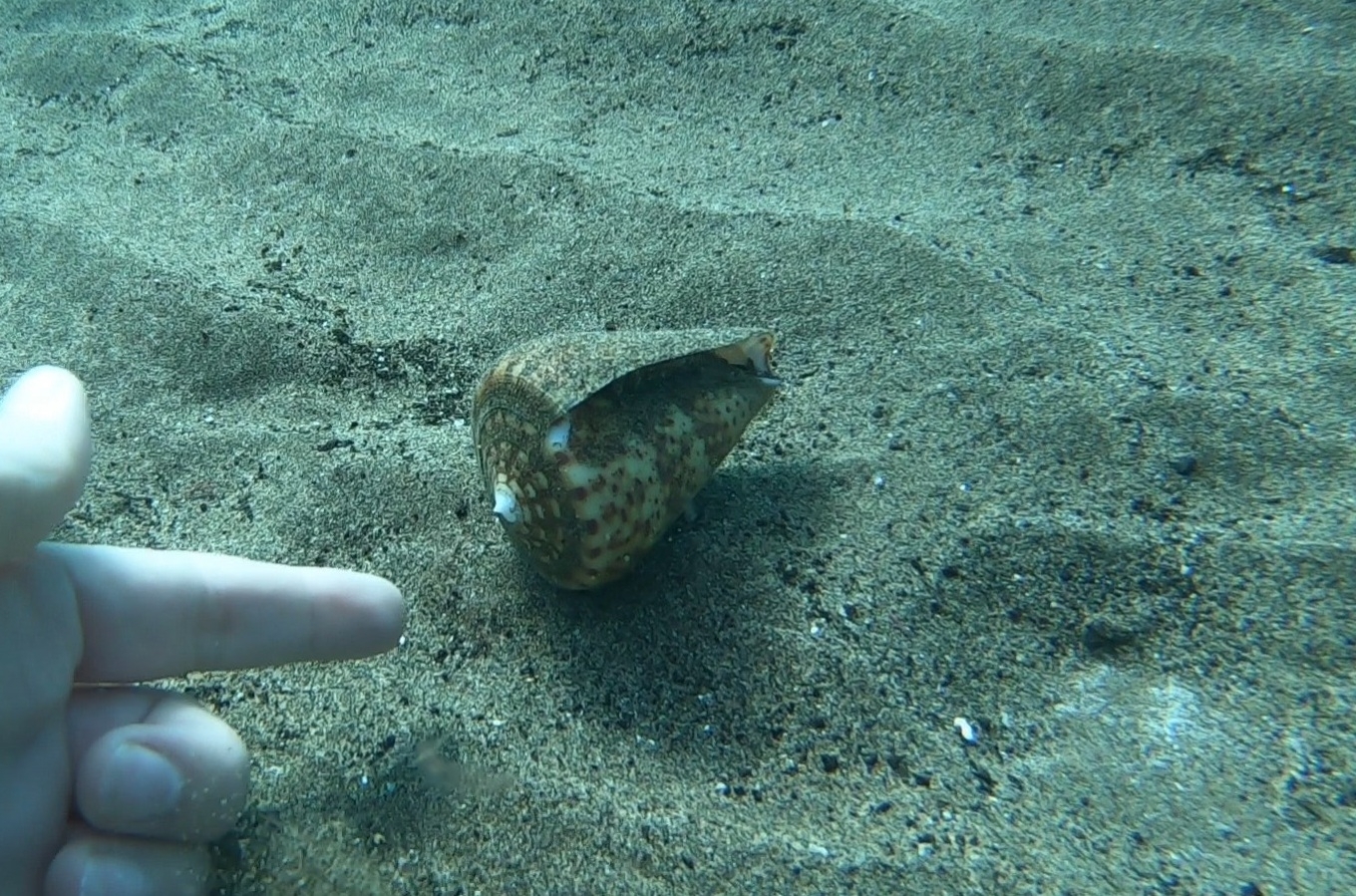 Cono de las Canarias