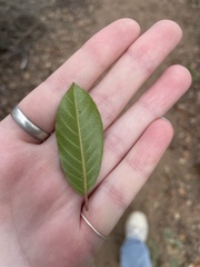Frangula californica
