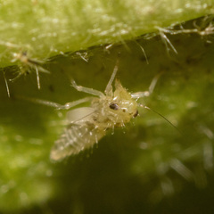 Hemiptera