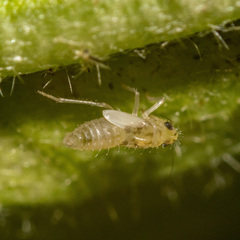 Hemiptera