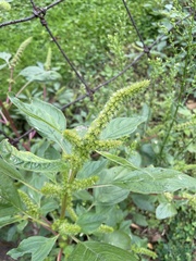 Amaranthus powellii
