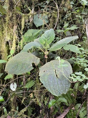 Glossoloma