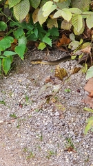 Zamenis longissimus