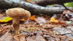 Hypomyces chrysospermus