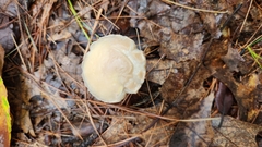 Hypomyces chrysospermus