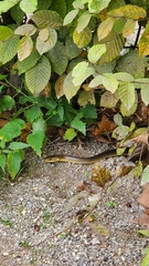Zamenis longissimus