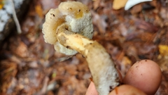 Hypomyces chrysospermus