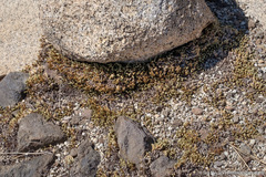 Selaginella watsonii