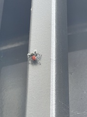 Phidippus adumbratus