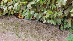 Zamenis longissimus