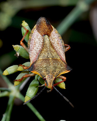Carpocoris mediterraneus atlanticus