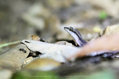 Dixonius melanostictus