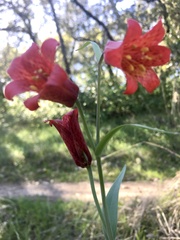 Fritillaria recurva