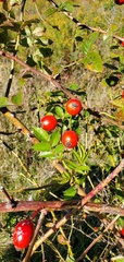 Rosa rubiginosa