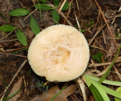 Lactarius vinaceorufescens