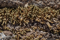 Selaginella watsonii