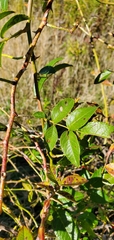 Rosa rubiginosa