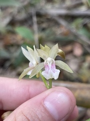 Eulophia maculata
