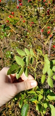 Rosa rubiginosa