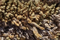 Selaginella watsonii