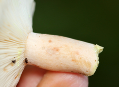 Lactarius vinaceorufescens