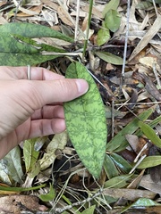 Eulophia maculata