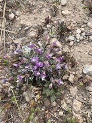 Astragalus calycosus