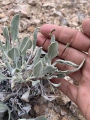 Eriogonum nummulare
