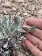 Eriogonum nummulare