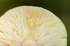 Lactarius vinaceorufescens