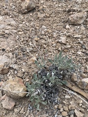 Eriogonum nummulare