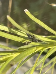 Tritoxa flexa
