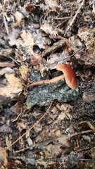 Marasmius sullivantii