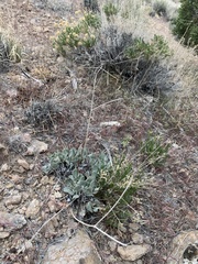 Eriogonum nummulare