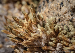 Selaginella watsonii