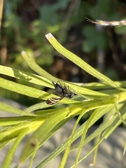 Tritoxa flexa