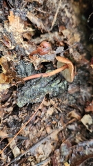 Marasmius sullivantii