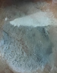 Penicillium digitatum