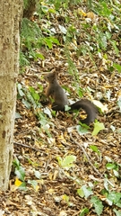 Sciurus vulgaris
