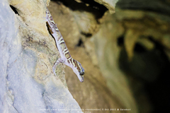 Cyrtodactylus chanhomeae