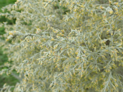 Artemisia santonicum