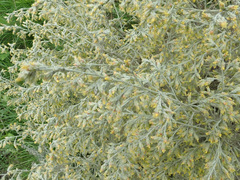 Artemisia santonicum